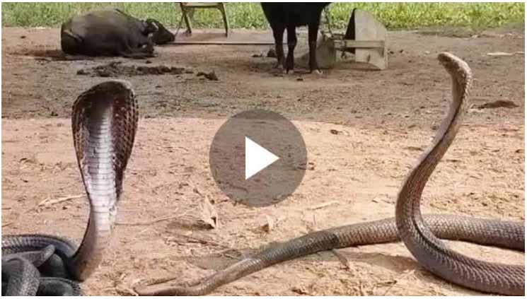 Snake Viral Video 2025